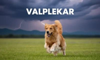 Valplekar: Origins, Significance, and Modern Applications